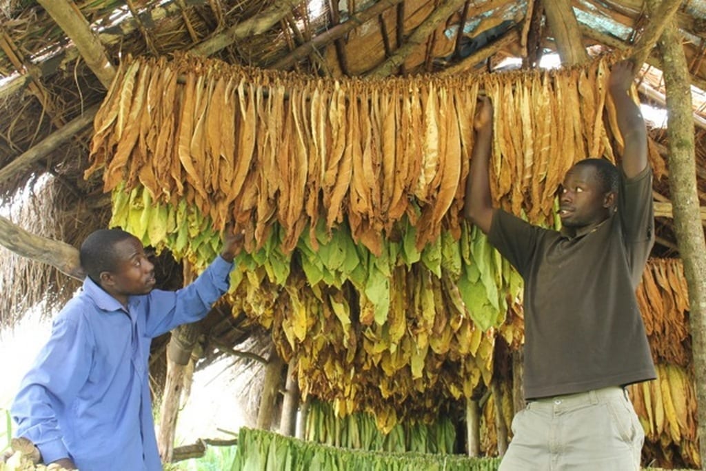 tobacco in uganda Failure of an attempted blackmail