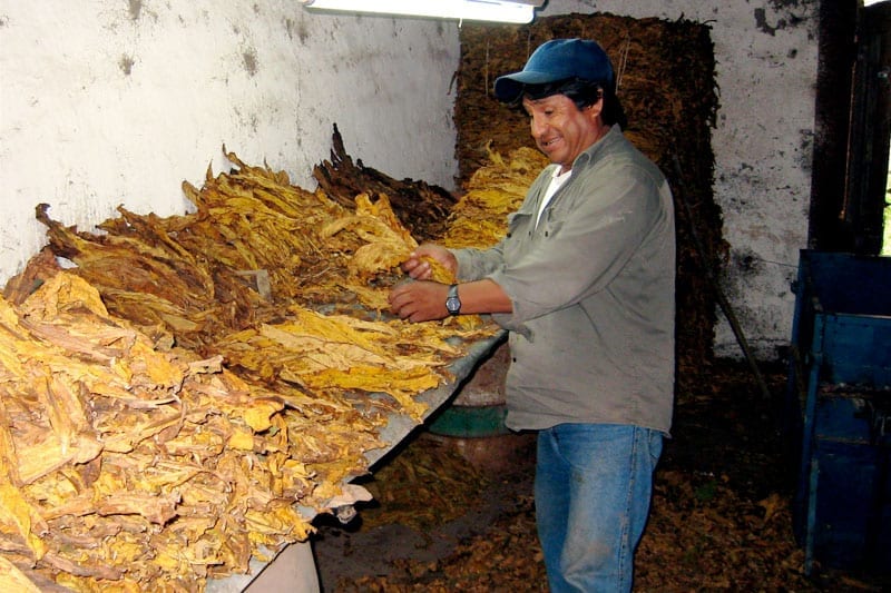 Argentinian tobacco farmers sue tobacco companies